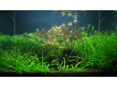 中山水族殺菌燈告訴你魚缸怎樣進(jìn)行換水